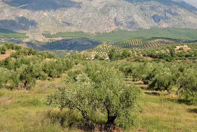 En el oleoturismo podrás visitar muchos olivos